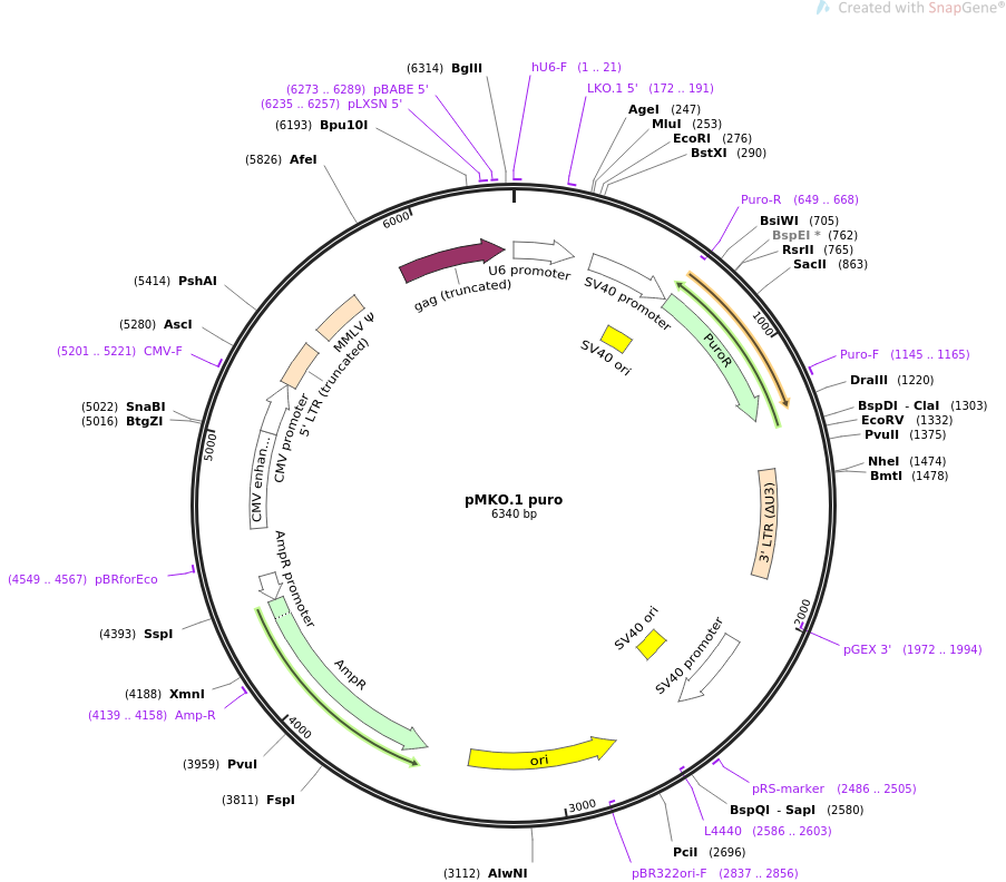 pMKO.1 puro质粒图谱